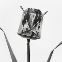 Image 1 of TULIPA CHARTACEA