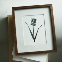 Image 2 of TULIPA CHARTACEA