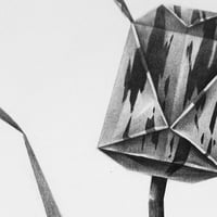 Image 4 of TULIPA CHARTACEA