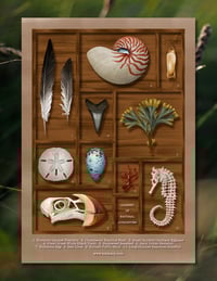 Image 2 of Cabinet of Natural Curiosities Fine Art Print