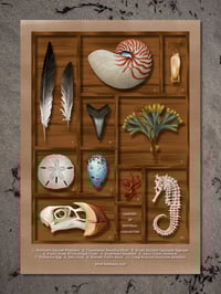 Image 3 of Cabinet of Natural Curiosities Fine Art Print