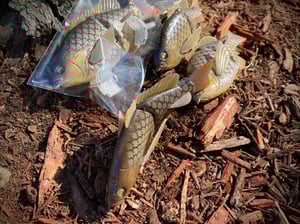 Image of 6” Ann Deluxe (Baby Carp)