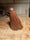Image of 4. Mahogany Ghost