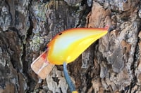 Image 3 of Custom Airbrushed S-CRANK 1.5 Squarebill Crankbait 2817