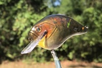 Image 2 of  Custom Airbrushed S-CRANK 1.5 Squarebill Crankbait 2850
