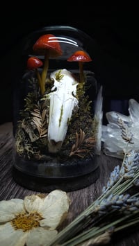 Image 4 of Rabbit Skull and Mushroom Glass Dome