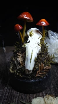 Image 1 of Rabbit Skull and Mushroom Glass Dome