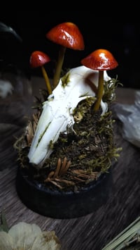 Image 5 of Rabbit Skull and Mushroom Glass Dome