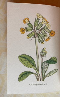 Image 4 of Flowers of the Meadow vintage King Penguin book