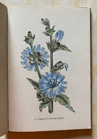 Image 5 of Flowers of the Meadow vintage King Penguin book