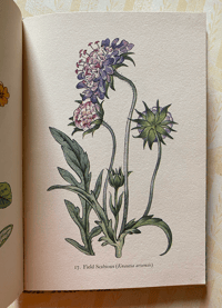 Image 6 of Flowers of the Meadow vintage King Penguin book
