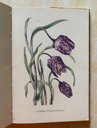 Image 7 of Flowers of the Meadow vintage King Penguin book