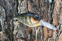 Image 3 of  Custom Airbrushed Crankbait 8163