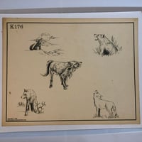 Image 1 of 1984 Spaulding & Roger’s production wolves Kari Barba 11x14