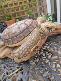 Image of Turtle & Moray Eel on Driftwood