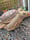 Image of Turtle & Moray Eel on Driftwood