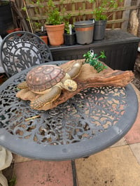 Image of Turtle & Moray Eel on Driftwood