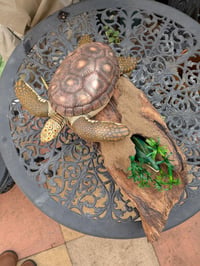 Image of Turtle & Moray Eel on Driftwood