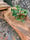 Image of Turtle & Moray Eel on Driftwood
