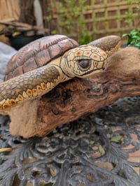 Image of Turtle & Moray Eel on Driftwood