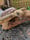 Image of Turtle & Moray Eel on Driftwood