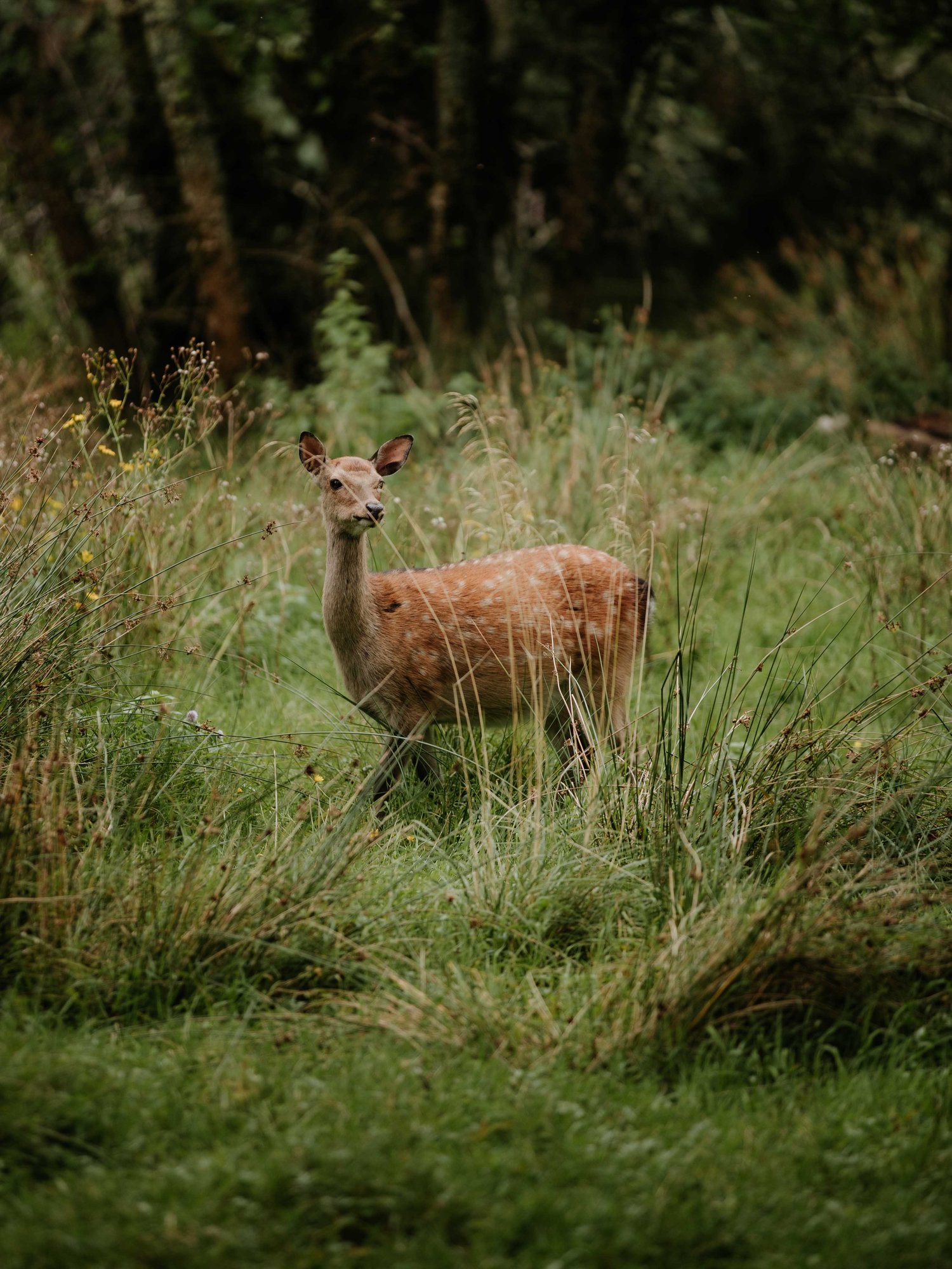 Image of Ireland — Bambi of Killarney