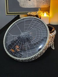 Image 2 of Vintage ornate Jar with Real Preserved Web