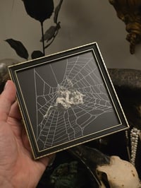 Image 3 of Victorian Cat Collection - 1800s Cat engravings with real preserved web- A