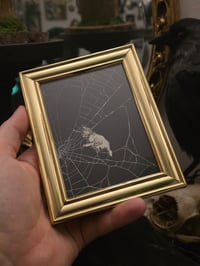 Image 1 of Victorian Cat Collection - 1800s Cat engravings with real preserved web- C