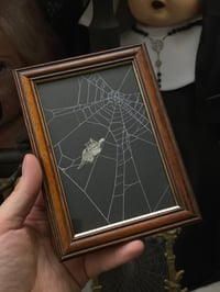 Image 2 of Victorian Cat Collection - 1800s Cat engravings with real preserved web- F