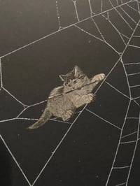 Image 1 of Victorian Cat Collection - 1800s Cat engravings with real preserved web- F