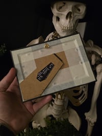 Image 3 of Victorian Cat Collection - 1800s Cat engravings with real preserved web- G