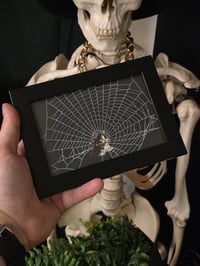 Image 1 of Victorian Cat Collection - 1800s Cat engravings with real preserved web- G