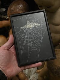 Image 1 of Victorian Cat Collection - 1800s Cat engravings with real preserved web- H