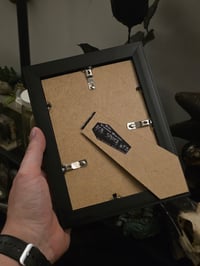 Image 3 of Victorian Cat Collection - 1800s Cat engravings with real preserved web- I