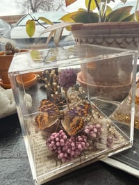 Image 1 of Specimen No. X