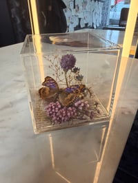 Image 2 of Specimen No. X
