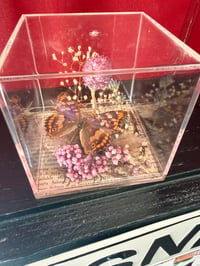 Image 4 of Specimen No. X