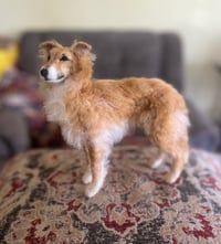 Image 3 of Custom Silken Windhound 