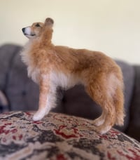 Image 2 of Custom Silken Windhound 