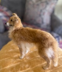 Image 1 of Custom Silken Windhound 
