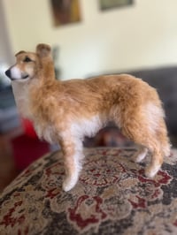 Image 4 of Custom Silken Windhound 