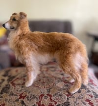 Image 5 of Custom Silken Windhound 