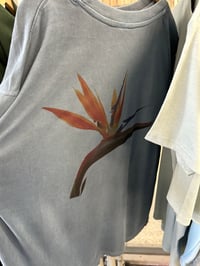 Image 2 of LA NATIVE California Poppy