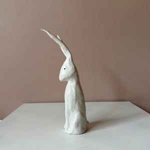 Image of Long Ear Hare F