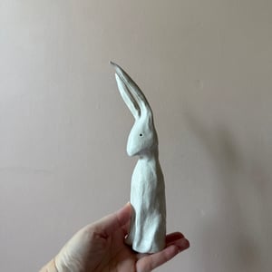 Image of Long Ear Hare F