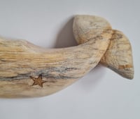 Image 2 of Medium Sperm Whale - Beryl