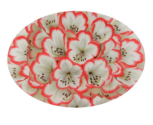 John Derian Large Round and Oval Trays (13" x 18") - Image 1 of 3