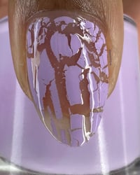 Image 5 of Crackin’ Lilac