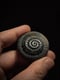 Image of Talismans Ammonites 